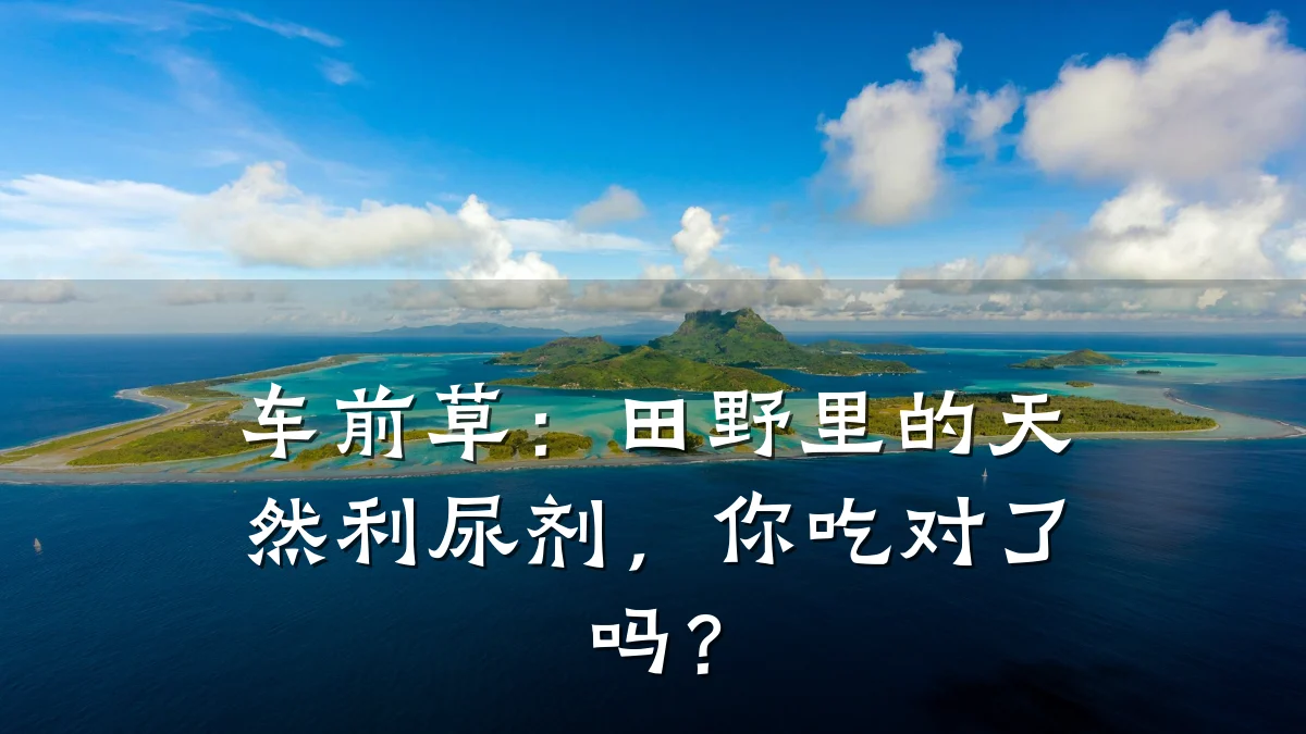 车前草:田野里的天然利尿剂,你吃对了吗?